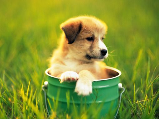 可爱狗狗微信图片  萌出一脸血