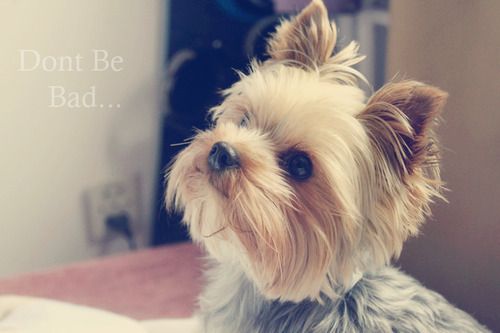 可爱狗狗微信图片  萌出一脸血