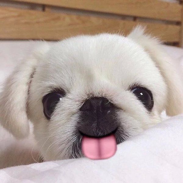 可爱狗狗微信图片  萌出一脸血