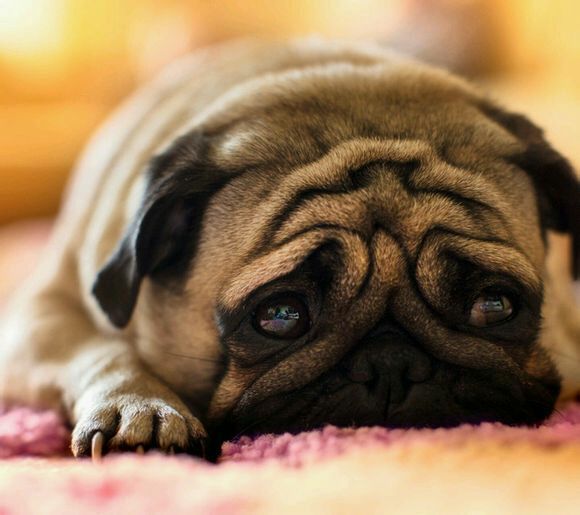 可爱狗狗微信图片  萌出一脸血