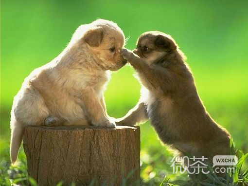 可爱狗狗微信图片  萌出一脸血