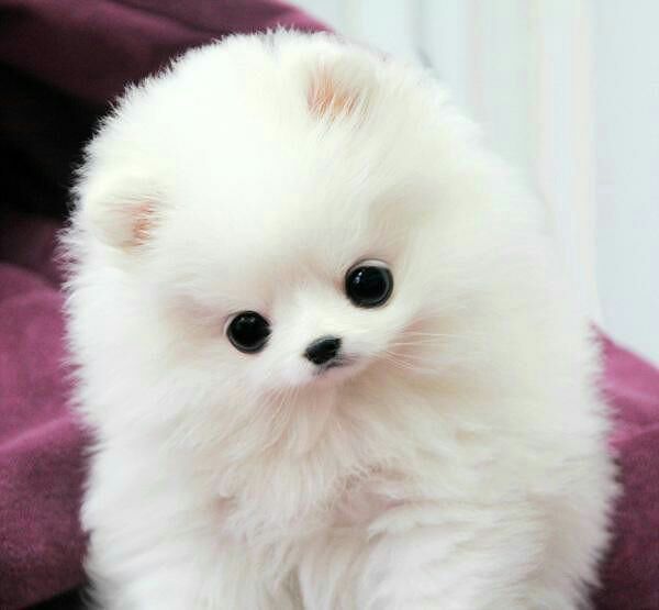 可爱狗狗微信图片  萌出一脸血