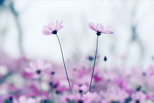 唯美花朵小清新图片  我的那些花儿