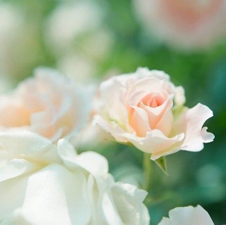 最新意境个性图片  花朵不曾凋零