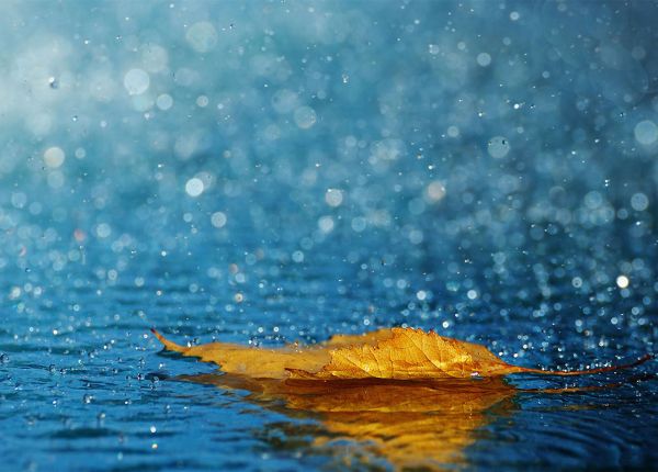 最新意境个性图片  花朵不曾凋零