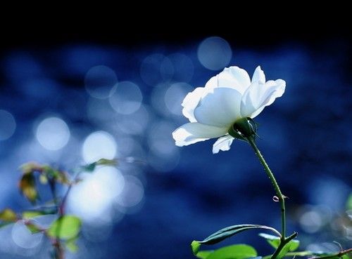 最新意境个性图片  花朵不曾凋零