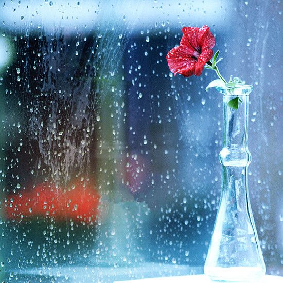 最新意境个性图片  花朵不曾凋零