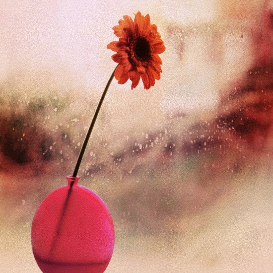 最新意境个性图片  花朵不曾凋零