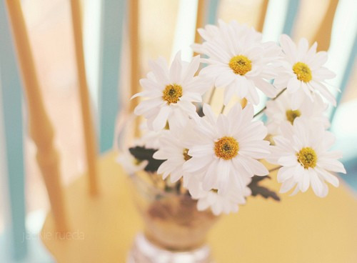 治愈系小清新花朵图片  开到荼蘼花事了