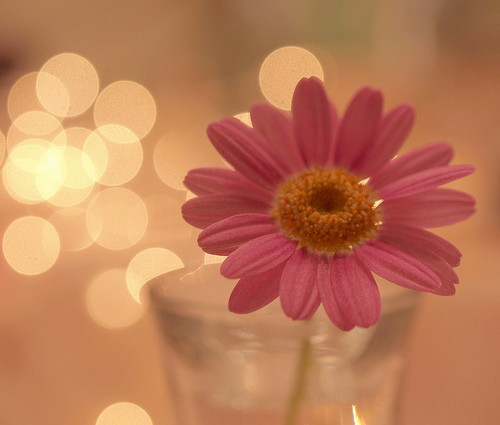 治愈系小清新花朵图片  开到荼蘼花事了