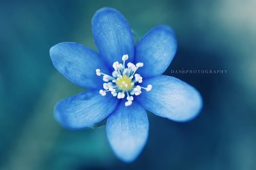 治愈系小清新花朵图片  开到荼蘼花事了