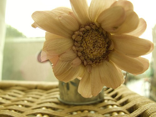 治愈系小清新花朵图片  开到荼蘼花事了