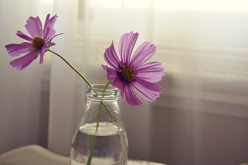 治愈系小清新花朵图片  开到荼蘼花事了