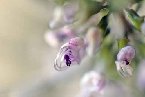 治愈系小清新花朵图片  开到荼蘼花事了