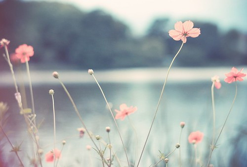 治愈系小清新花朵图片  开到荼蘼花事了