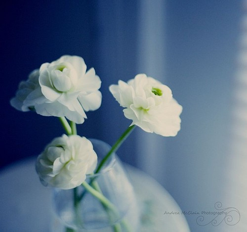 治愈系小清新花朵图片  开到荼蘼花事了