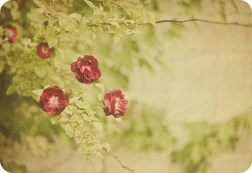 治愈系小清新花朵图片  开到荼蘼花事了