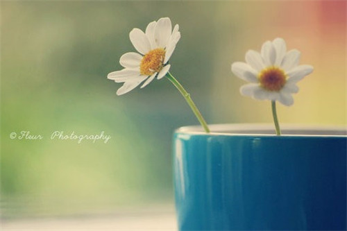 治愈系小清新花朵图片  开到荼蘼花事了