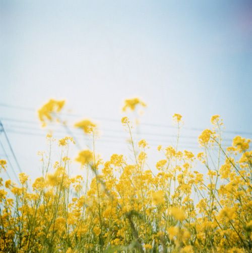 关于春天风景微信图片  疑是春色在邻家