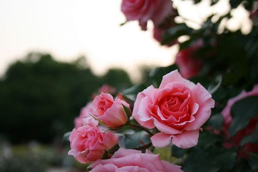 关于春天风景微信图片  疑是春色在邻家