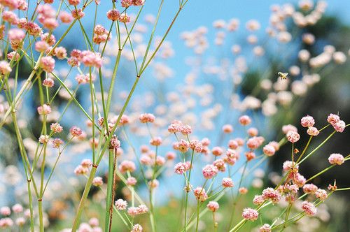 关于春天风景微信图片  疑是春色在邻家