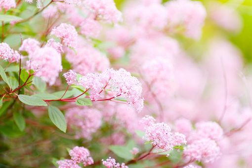 关于春天风景微信图片  疑是春色在邻家