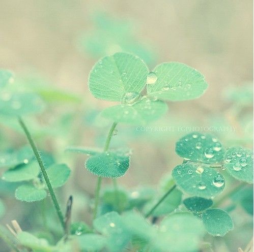 关于春天风景微信图片  疑是春色在邻家