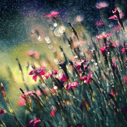 关于春天风景微信图片  疑是春色在邻家