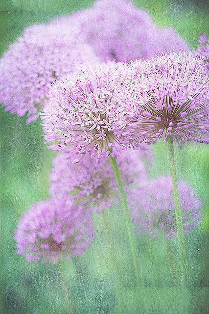 关于花的图片小清新素材  你是我遥不可及的奢望