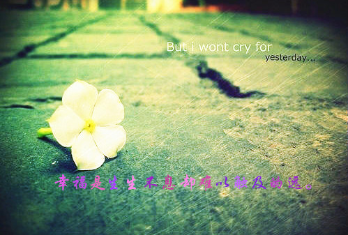 鲜花意境伤感语录图片  幸福是生生不息却难以触及的远