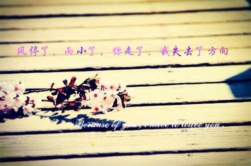 鲜花意境伤感语录图片  幸福是生生不息却难以触及的远