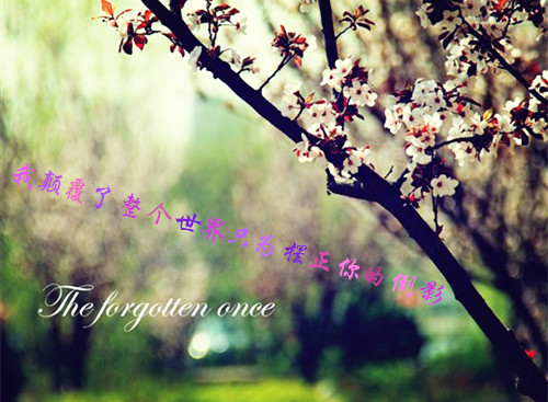 鲜花意境伤感语录图片  幸福是生生不息却难以触及的远