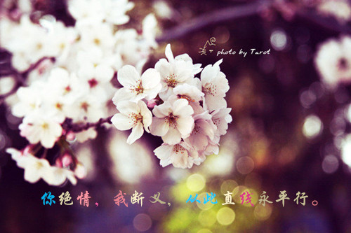 鲜花意境伤感语录图片  幸福是生生不息却难以触及的远