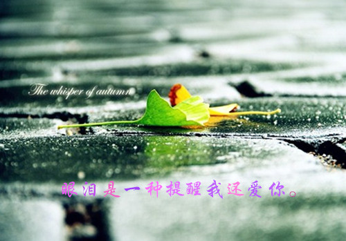 鲜花意境伤感语录图片  幸福是生生不息却难以触及的远