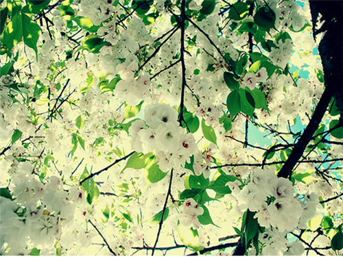 小清新意境唯美风格的图片  陌上花开可缓缓归矣