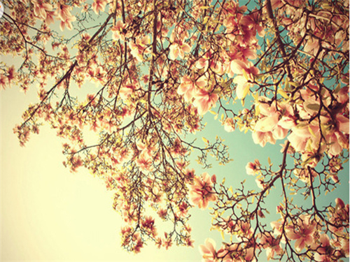 小清新意境唯美风格的图片  陌上花开可缓缓归矣