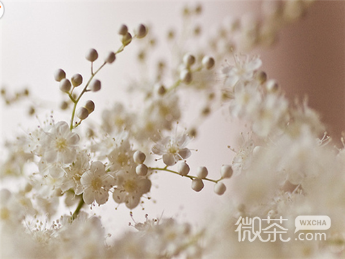 小清新意境唯美风格的图片  陌上花开可缓缓归矣