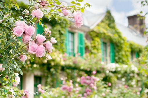 花开的季节  一组关于花的微信精选图片