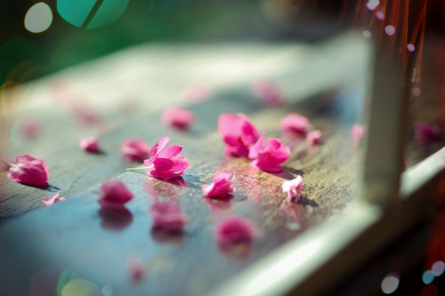 花朵唯美图片  梦境中盛开的花朵