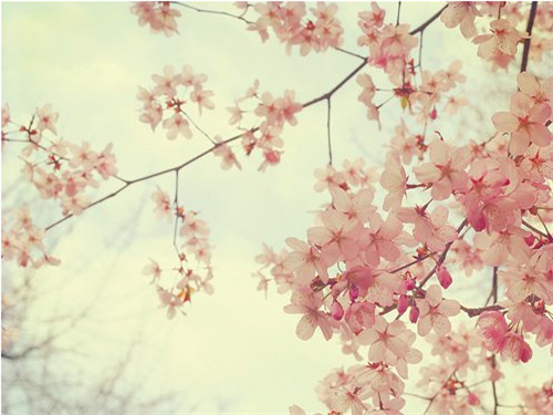 小清新意境唯美风格的图片  陌上花开可缓缓归矣