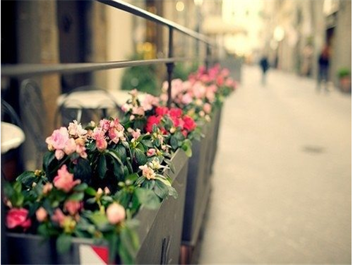 小清新意境唯美风格的图片  陌上花开可缓缓归矣