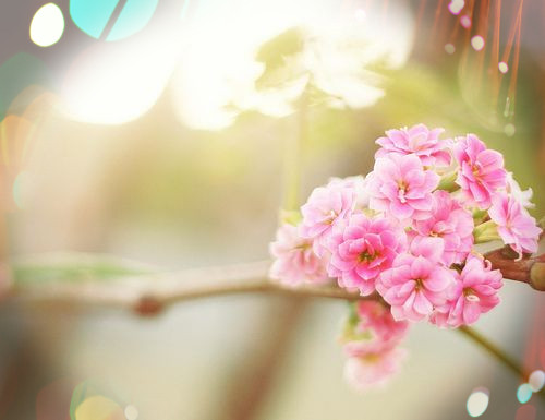 花朵唯美图片  梦境中盛开的花朵