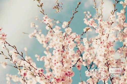 唯美樱花微信素材图片  谁见樱花红陌上