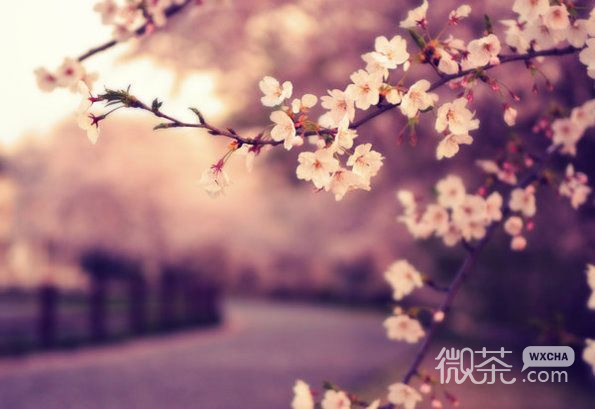 唯美樱花微信素材图片  谁见樱花红陌上
