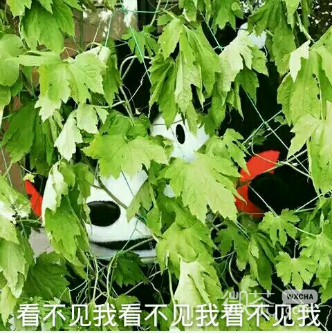 熊本熊微信表情包合集大全  大家都爱的熊本熊