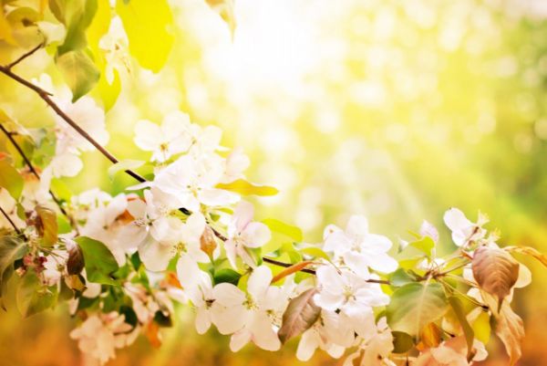 唯美樱花微信素材图片  谁见樱花红陌上