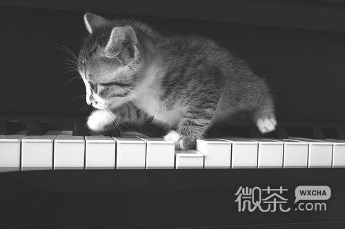 关于猫的微信可爱图片  幸福像只猫
