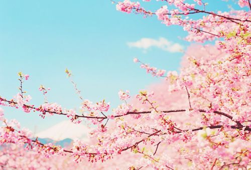 唯美樱花微信素材图片  谁见樱花红陌上