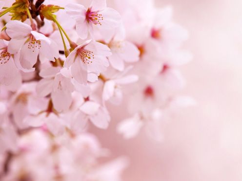 唯美樱花微信素材图片  谁见樱花红陌上