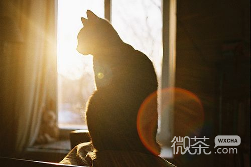 关于猫的微信可爱图片  幸福像只猫